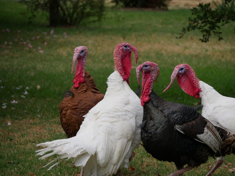 turkeys turkeys turkeys turkeys turkeys turkeys