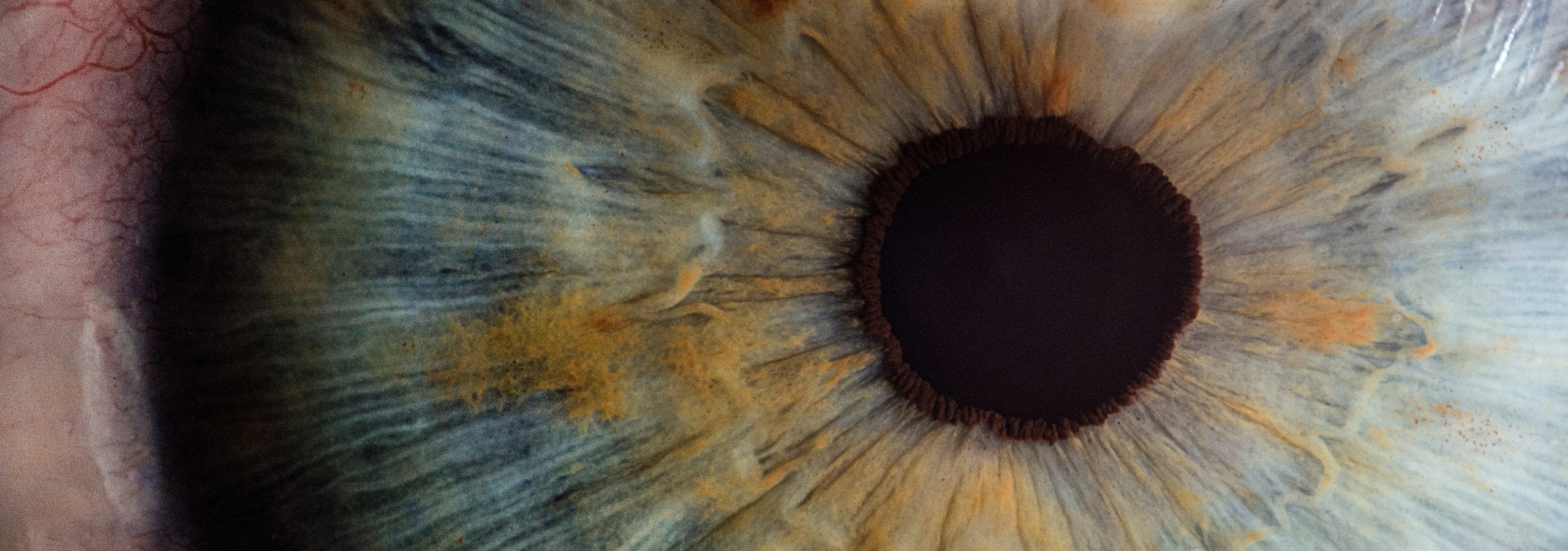 close-up of human eye