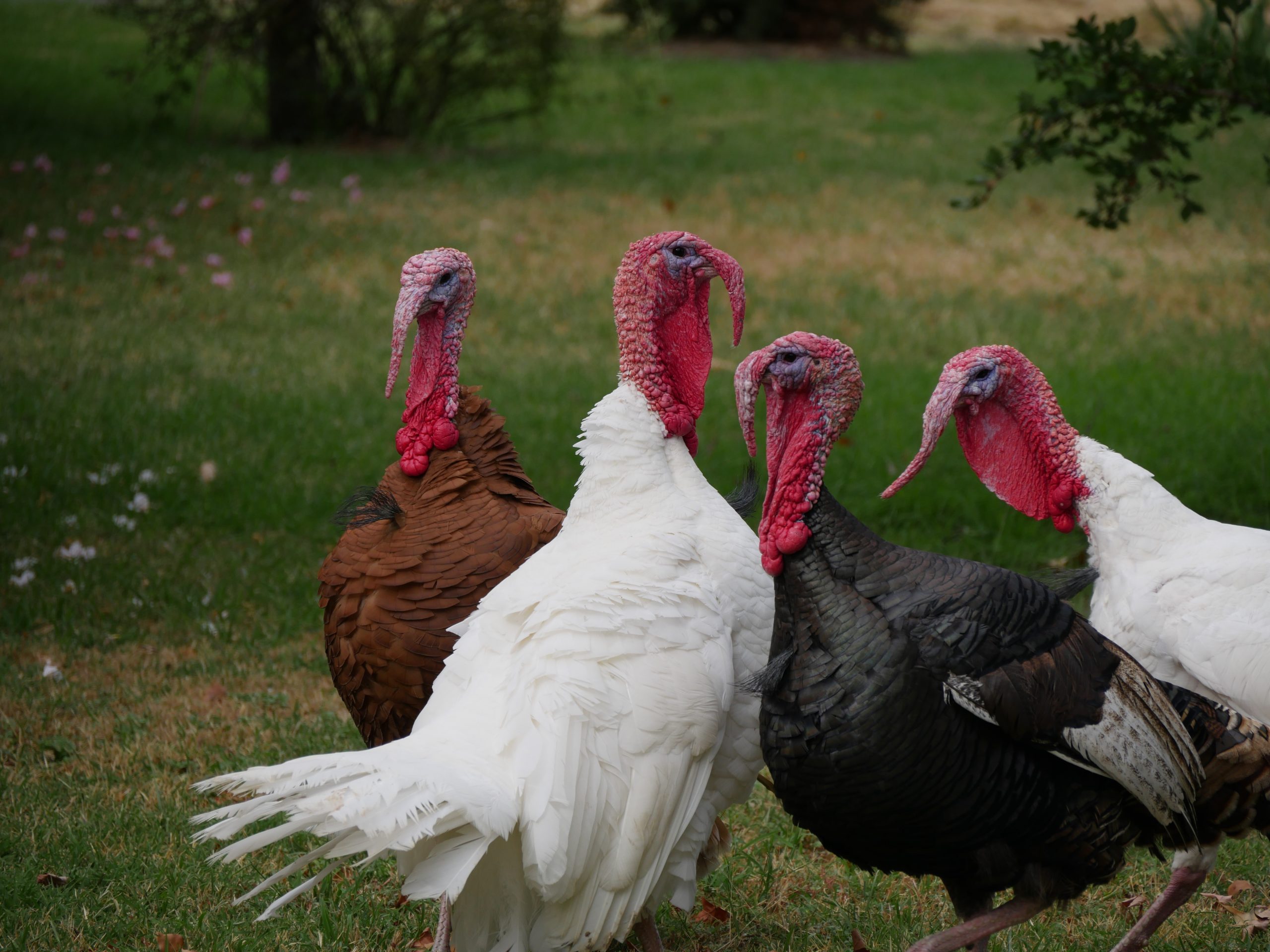 Turkey Salmonella Outbreak Linked To Illness And Death